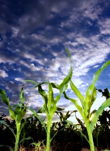 istockphoto--corn field with clouds