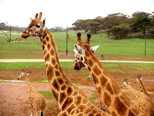 giraffes