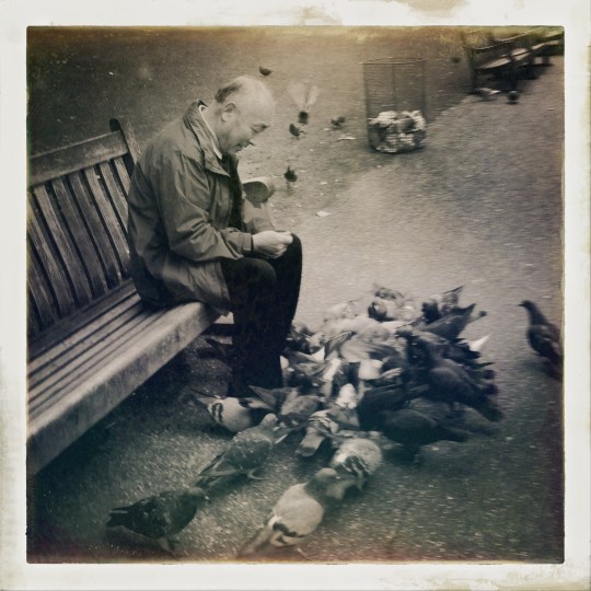 Le vieil homme et les pigeons