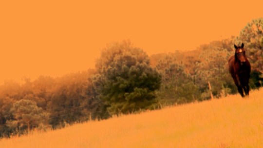 Screenshot 3, Fragments of an Illness, 2011