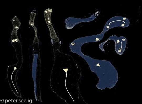 Bluebirds In My Mind