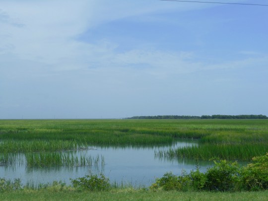  low country greener