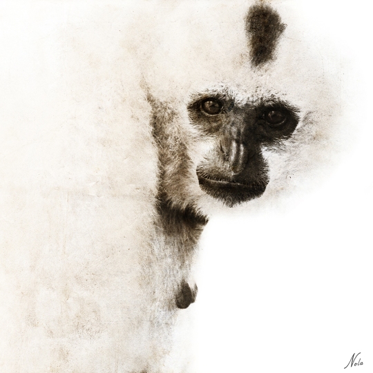 "Crested Gibbon" by artist Nola Lee Kelsey capture in Cambosia