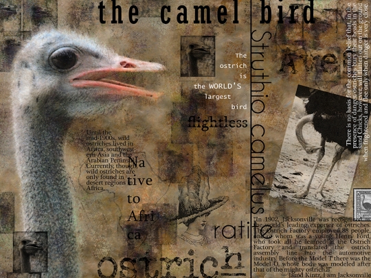 About the Ostrich 